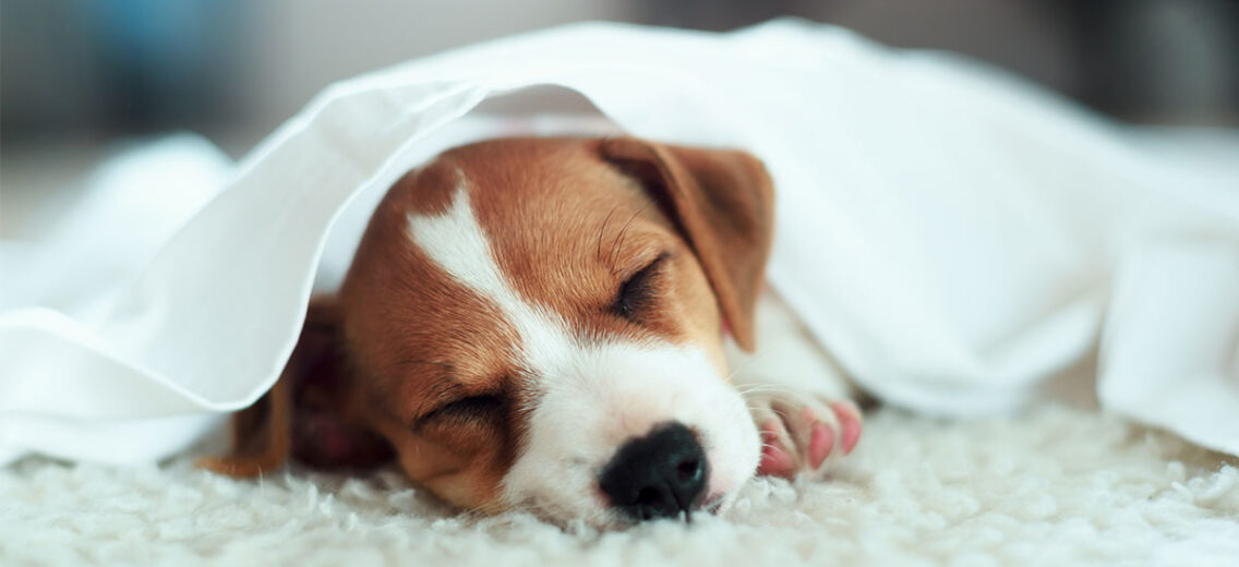 how-much-do-dogs-sleep-north-american-pet-products