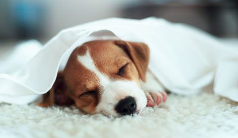 How much do dogs sleep?