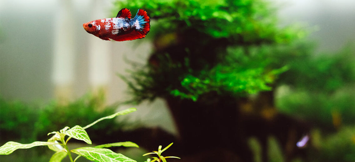 How to pick decorations for a fish tank