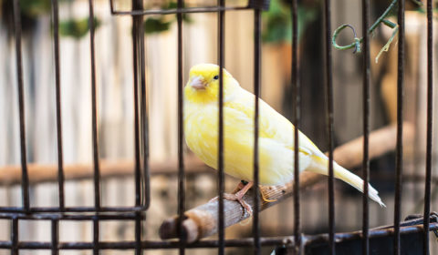 What to keep in mind when choosing a bird cage