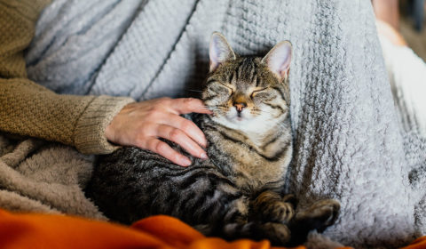 5 Tips For Raising A Friendly Cat
